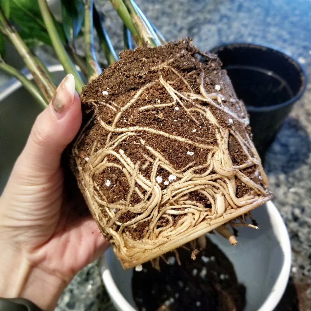 ZZ Plant 001 — AUTHENBLISSITY